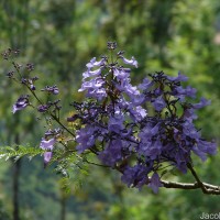Jacaranda mimosifolia D.Don